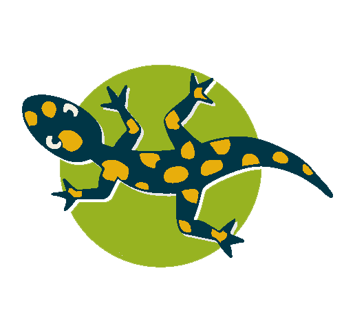 KITA Salamander